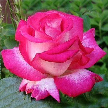 Чайно-гібридна роянда Ропару Rose Gaujard (Роуз Гожард) 1606333528 фото