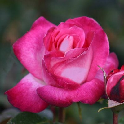 Саджанець троянди Ропару Rose Gaujard (Роуз Гожард)(закритий корінь) 1606333528 фото