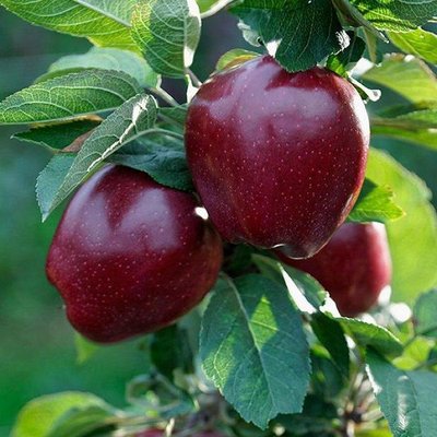 Саженец яблони "Роял Ред Делишес" (зимний сорт, поздний срок созревания) 1606334849 фото