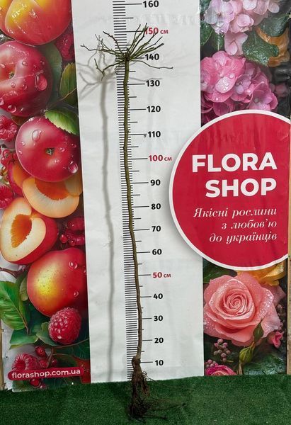 Троянда штамбова "Fire Flash" (Фаєр Флеш) 0006177 фото
