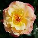 Саджанець плетистої троянди Мунлайт (Moonlight)(закритий корінь) 1606333478 фото 1
