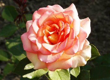 Роза плетистая Фантазия (Rosa Fantasia Climbing) 10000142 фото