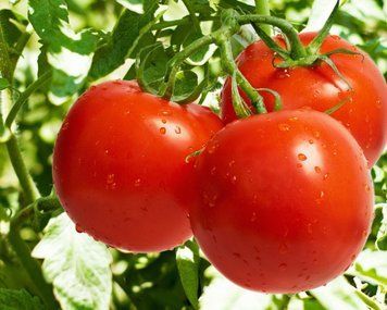 Томат Санька, For Hobby (0,25г), TM GL Seeds 600208 фото