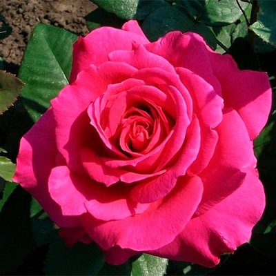 Саджанець троянди чайно-гібридної (садової) Шакіра (закритий корінь) 00000000076 фото