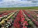 Троянда флорібунда "Сахара" (Sahara) 1200048 фото 7