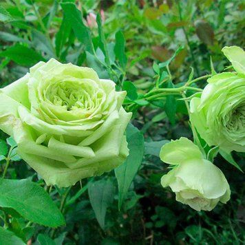 Троянда Грин Ти (Green Tea) 00261 фото