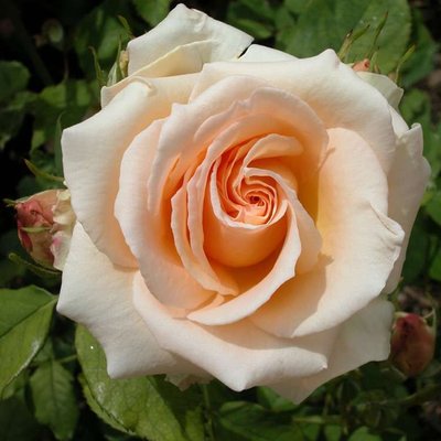 Саджанець троянди чайно-гібридної (садової) Примадона (закритий корінь) 00000000077 фото