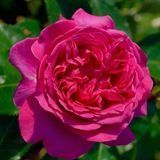 Роза Бернадет (Rosa Bernadette) 10000149 фото