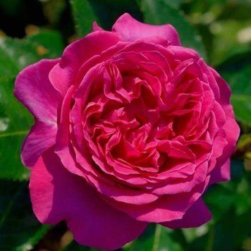 Троянда Бернадет (Rosa Bernadette) 10000149 фото
