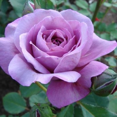 Саджанець троянди чайно-гібридної (садової) Блю Парфюм (закритий корінь) 00000000078 фото