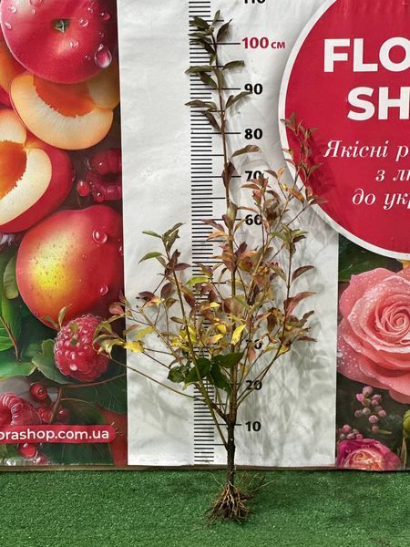 Саженец форзиции Spectabilis 1606334737 фото
