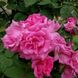 Саджанець троянди Ропару Zephrine Drouhin (Зефрин Другін)(закритий корінь) 1606333531 фото 1