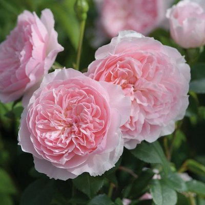 Саджанець англійської троянди Віслі 2008 (Wisley 2008)(закритий корінь) 1606333382 фото