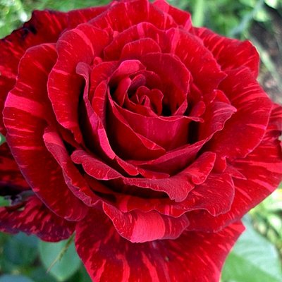 Саджанець троянди чайно-гібридної (садової) Ред Інтуішн (закритий корінь) 00000000079 фото