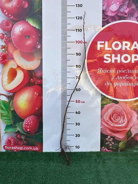 Малина "Феникс" (5шт) средне-ранний срок созревания 0005123 фото