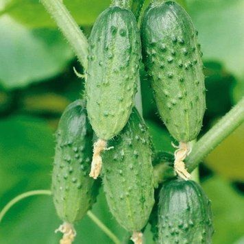 Насіння Огiрка Роднічок F1 (0.5г), For Hobby, TM GL Seeds 600233 фото