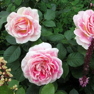 Саджанець англійської троянди Гернсей (Guernsey)(закритий корінь) 1606333383 фото