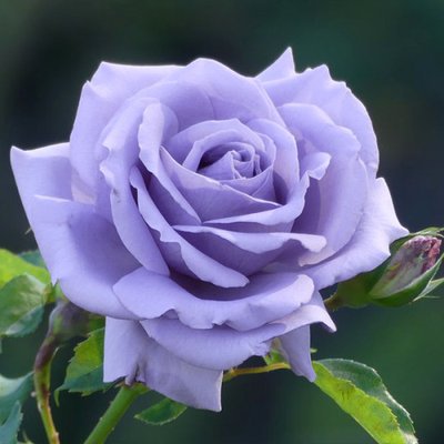 Саджанець троянди чайно-гібридної (садової) Голубий Ніл (закритий корінь) 00000000080 фото