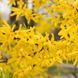 Саженец форзиции Golden Bells 1606334739 фото 1