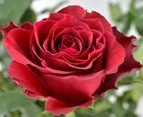 Троянда чайно-гібридна Родос 10000138 фото