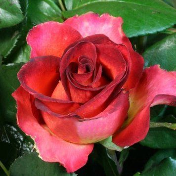 Троянда Легенда (Rosa Legenda) 10000118 фото
