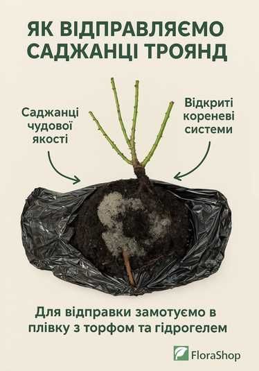 Роза флорибунда Бургунди Айс (Burgundy Ice) 000000783 купить в