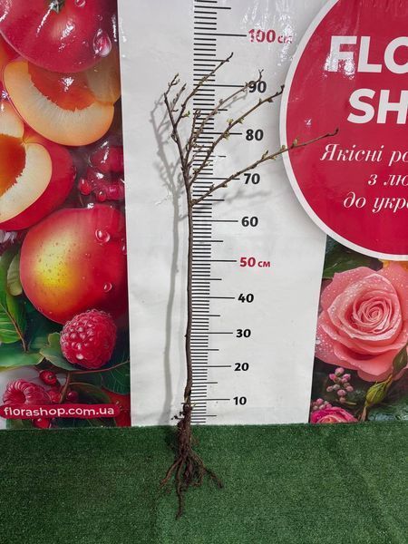 Штамбова смородина "Львівська" (саджанець) 000000027 фото