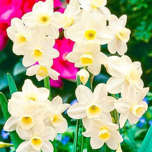 ミュージック Narcissusvivi Нарцисс Silver Chimes 000005226 купить в Украине | Flora shop