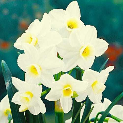 Нарцисс Silver Chimes 000005226 купить в Украине | Flora shop