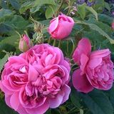 Саджанець плетистої троянди Глендора (Glendore)(закритий корінь) 1606333458 фото