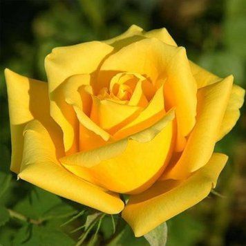 Роза Мохана (Rosa Mohana) 1000095 фото
