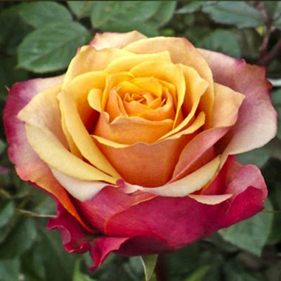 Саджанець троянди чайно-гібридної (садової) Черрі Бренді (закритий корінь) 0000000051 фото