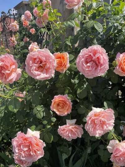 Роза плетистая Полька 10000176 купить в Украине | Flora shop