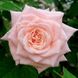 Саджанець троянди Поульсен Majestic (Маджестік)(закритий корінь) 1606333662 фото 1