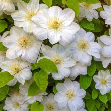 Клематис &laquo;Guernsey Cream&raquo; (Ґернсі Крем) 0450001 фото