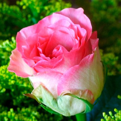 Саджанець троянди чайно-гібридної (садової) Малібу (закритий корінь) 00000000083 фото