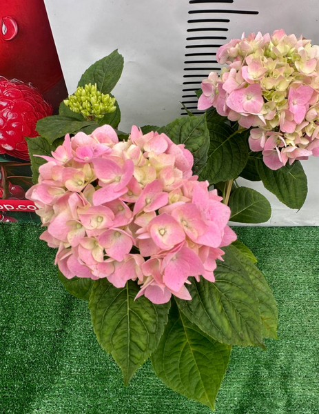 Гортензія "Pink Wonder" 7804320 фото