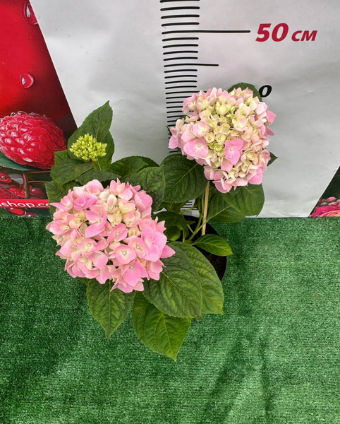 Гортензія "Pink Wonder" 7804320 фото