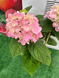 Гортензія "Pink Wonder" 7804320 фото 1