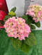 Гортензія "Pink Wonder" 7804320 фото 4