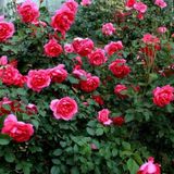 Саджанець плетистої троянди Ротілія (Rotilia)(закритий корінь) 1606333487 фото