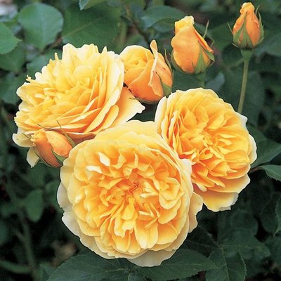 Саджанець англійської троянди Грехам Томас (Graham Thomas)(закритий корінь) 1606333387 фото
