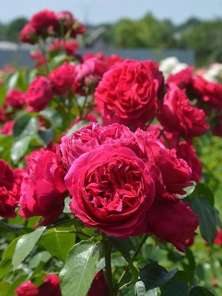 Роза "Ред Эден Роуз" (Red Eden Rose) 0880027 фото