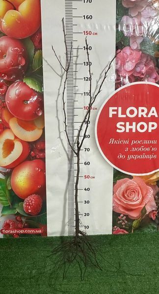 Груша дерево-сад 3в1 (Талгарська красуня + Мілена + Аббат Фетель) 4400012 фото