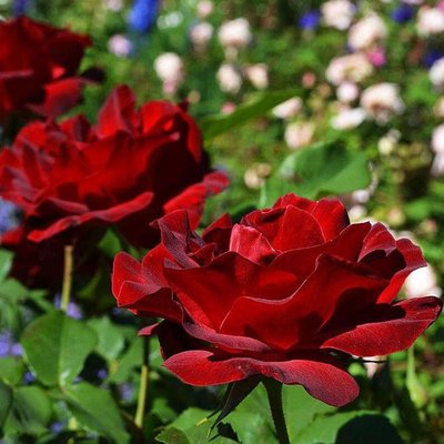 Саджанець англійської троянди Дам Де Кер (Dame de Coeur)(закритий корінь) 1606333388 фото