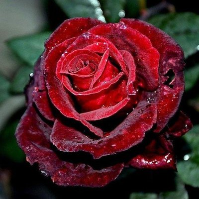 Саджанець троянди чайно-гібридної (садової) Норіта (Norita)(закритий корінь) 1606333338 фото