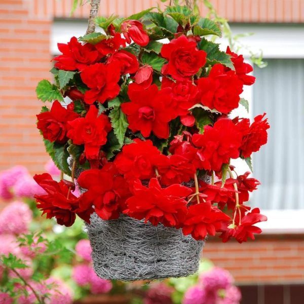 Бегония Cascade Red 31130039 фото