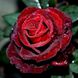 Саджанець троянди чайно-гібридної (садової) Норіта (Norita)(закритий корінь) 1606333338 фото 1