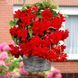 Бегония Cascade Red 31130039 фото 2