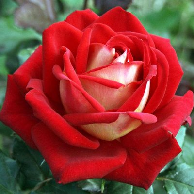 Саджанець троянди чайно-гібридної (садової) Нью Фешн (New Fashion)(закритий корінь) 1606333340 фото